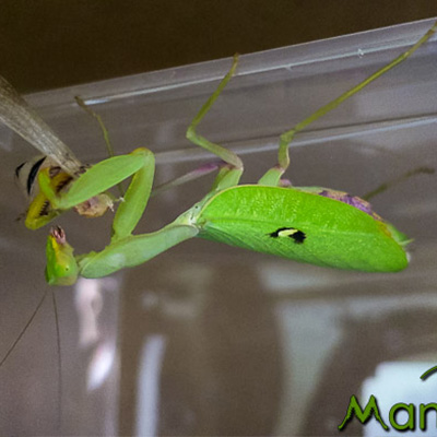 Sphodromantis lineola ♀ avec son mâle (ou ce qu'il en reste)